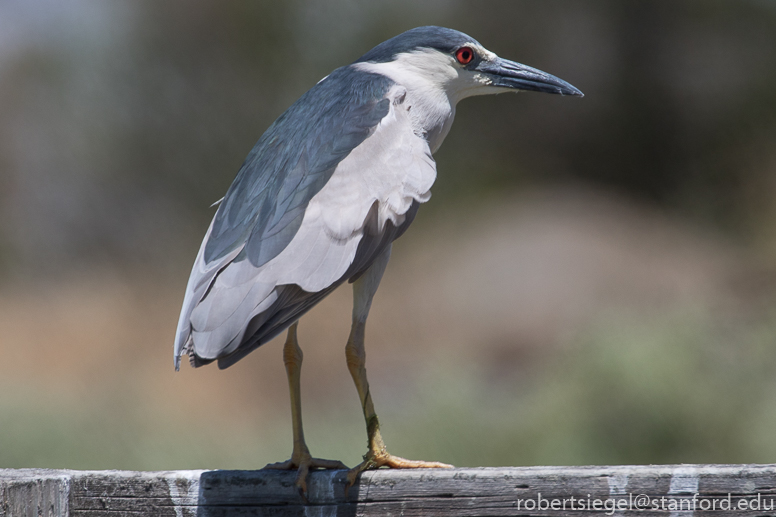 palo alto baylands